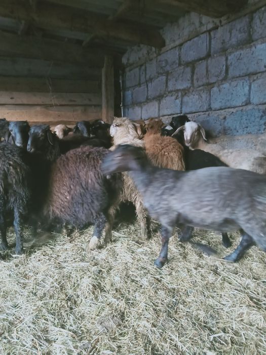 Продам баранов на Курбан Айт