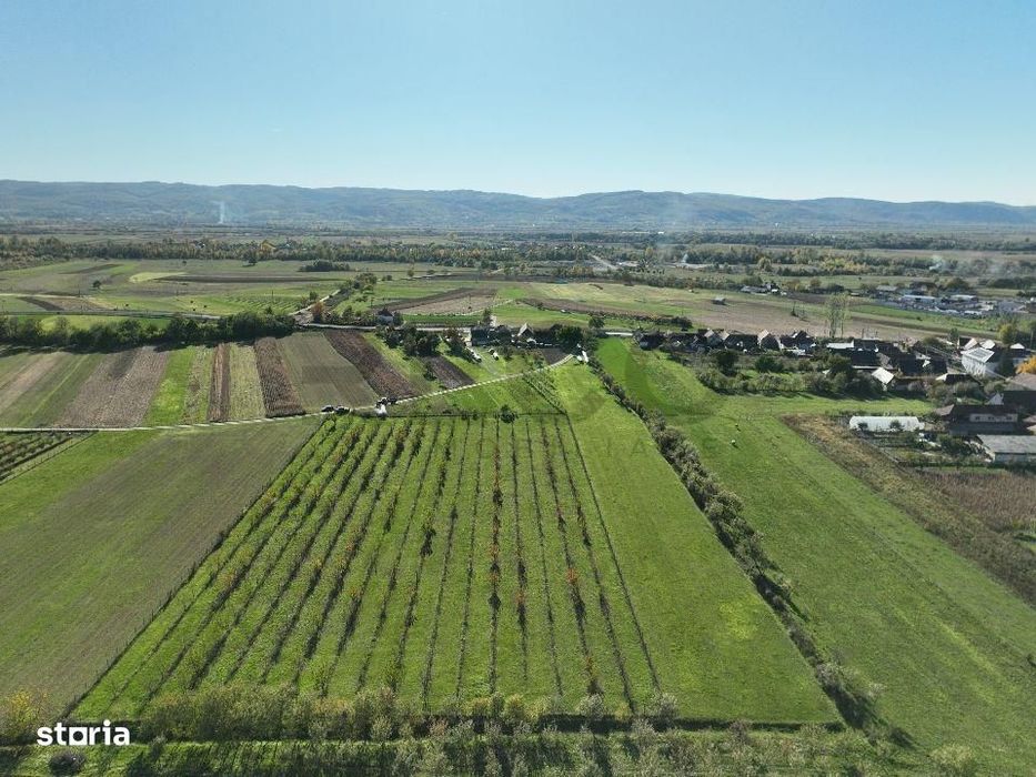 RECO, Teren cu livada de ciresi, Zona Auseu, Bihor