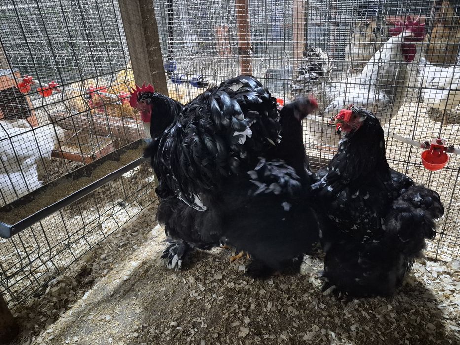 Oua pentru incubat Brahma Cochinchina Combatant indian