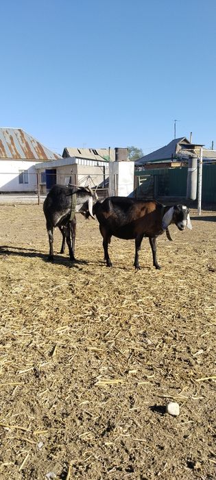 Продам козы англонубискии