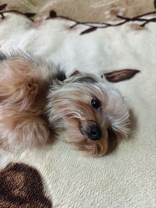 Щенок йоркширского терьера