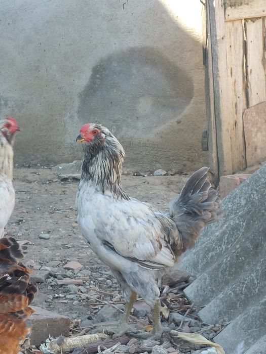 Gaini ameraucana