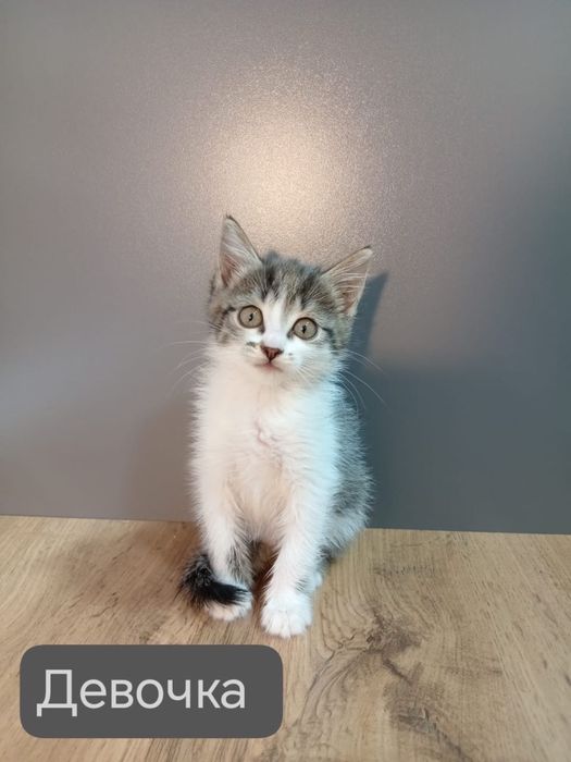 Кошечку в добрые руки