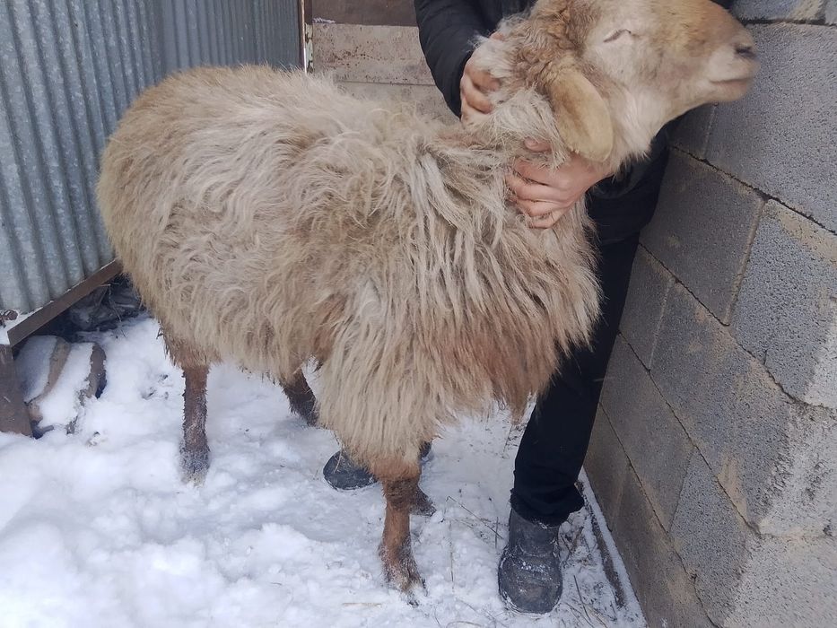 Кошкар сатылады бағасы келісімді