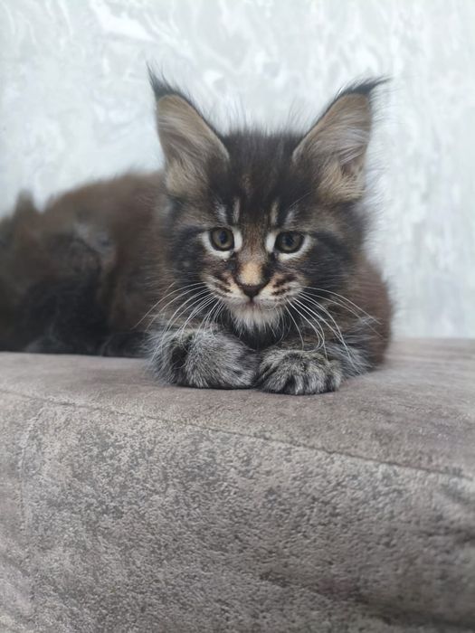 Котята Мейн-куны