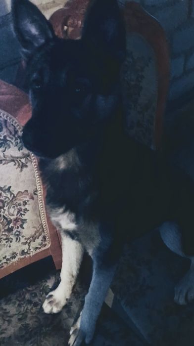 СРОЧНО- пропала собака