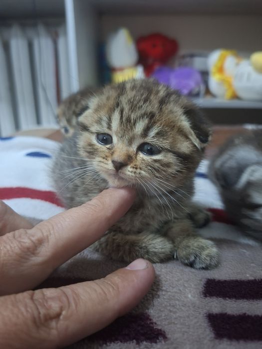 Продеются веслоухие котята