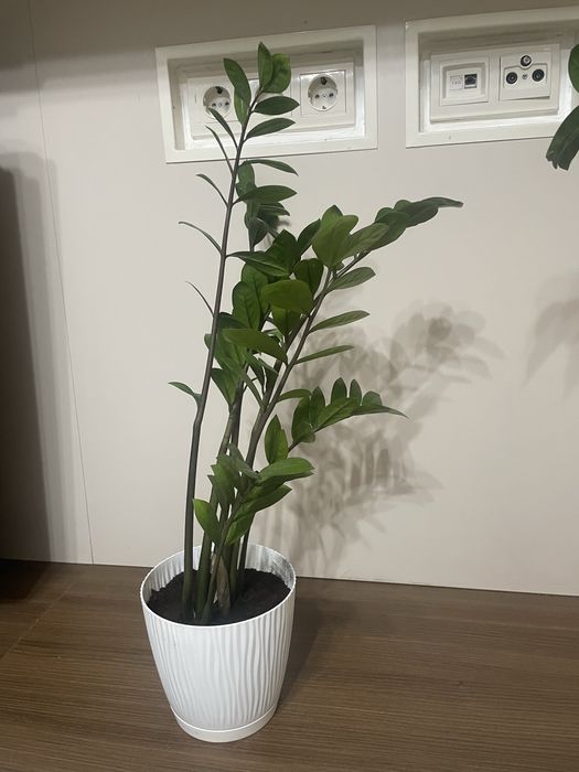 Продается долларовое растение, замиокулькас, доллар.