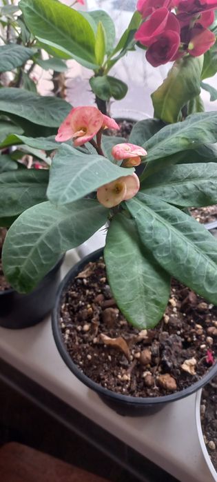 Молочай миля средне-цветковой