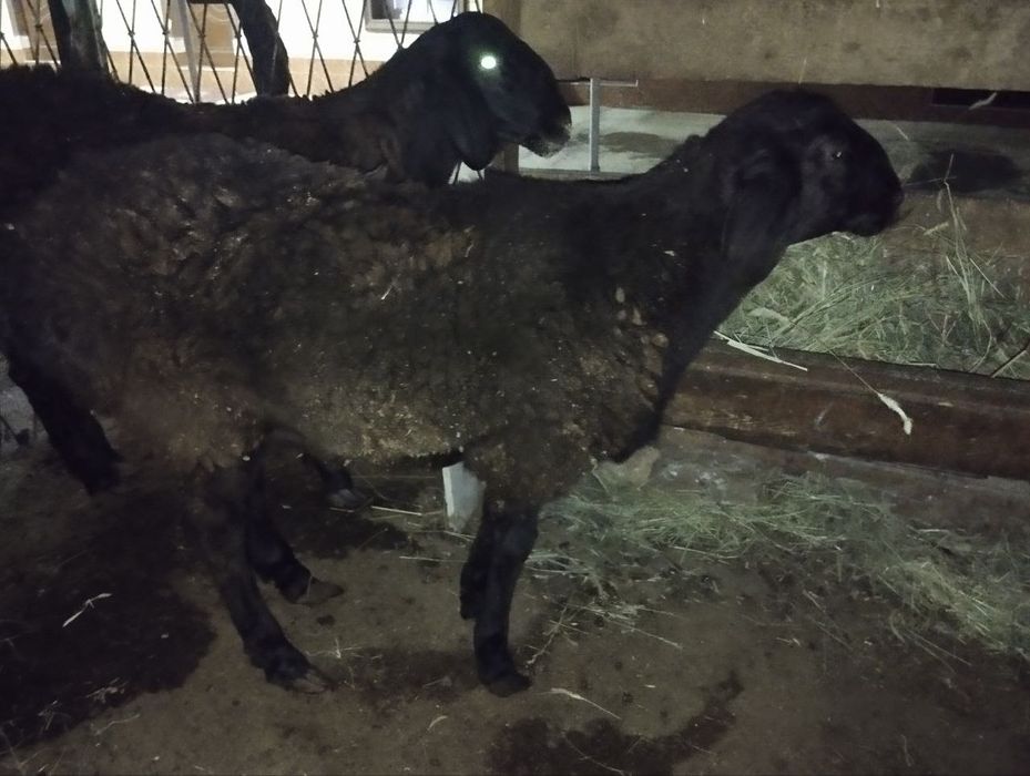 Qoy qochqor uyda boqilgan