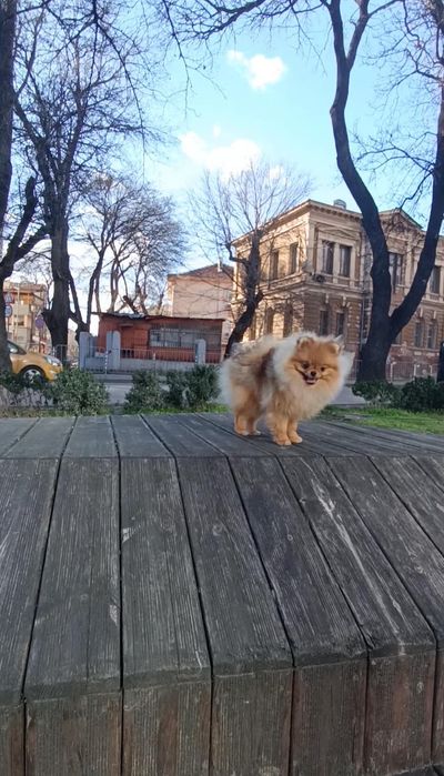 Чистокръвен Померан