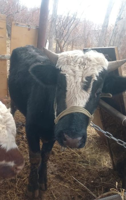 Бұқа сатылады, бұқа сатылады