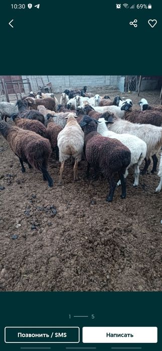 Семиз байлау койлар бар