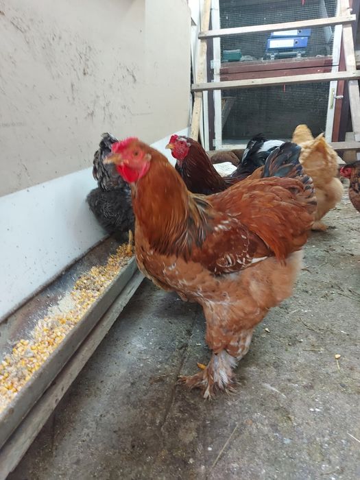 Cocoși pentru doritori