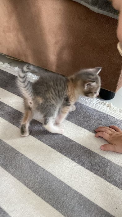 Продам милых котят!