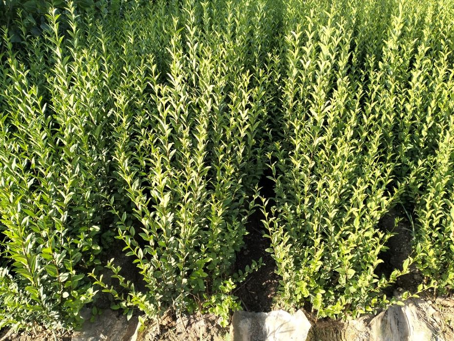 Көшет/Өсімдік егеміз