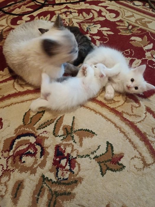 Отдадим котят в очень хорошие руки