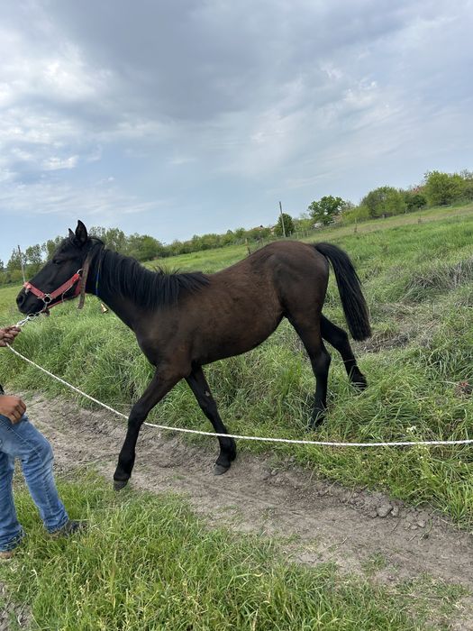 Женски кон ………..