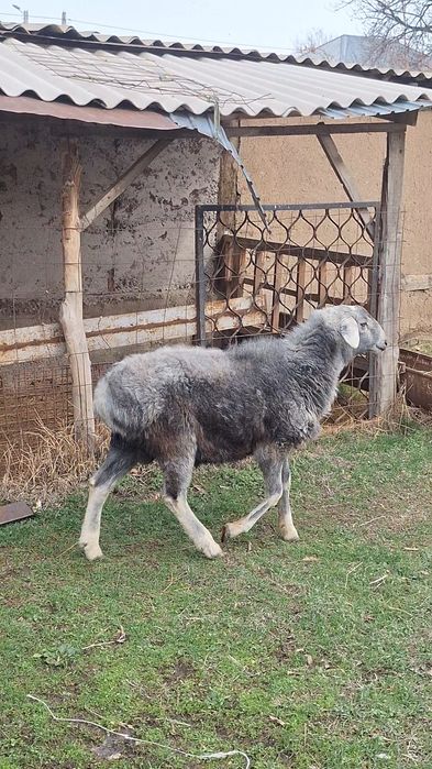 Сатылады көк қошқар