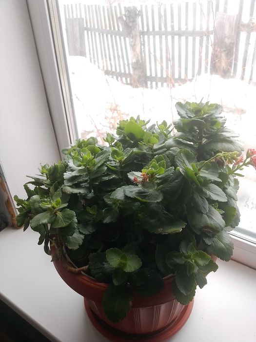 Продам цветок каланхоэ красный