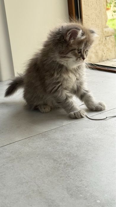 скоттиш фолд хайленд