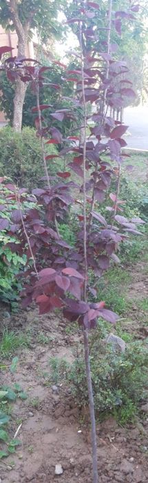 Dekarativ chiroylik daraht.  Lanshaft uchun chiroylik.