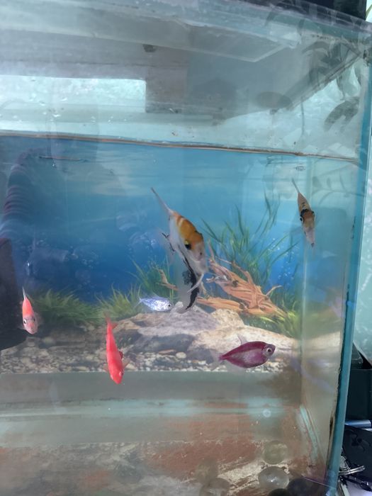 Аквариум  с рыбками
