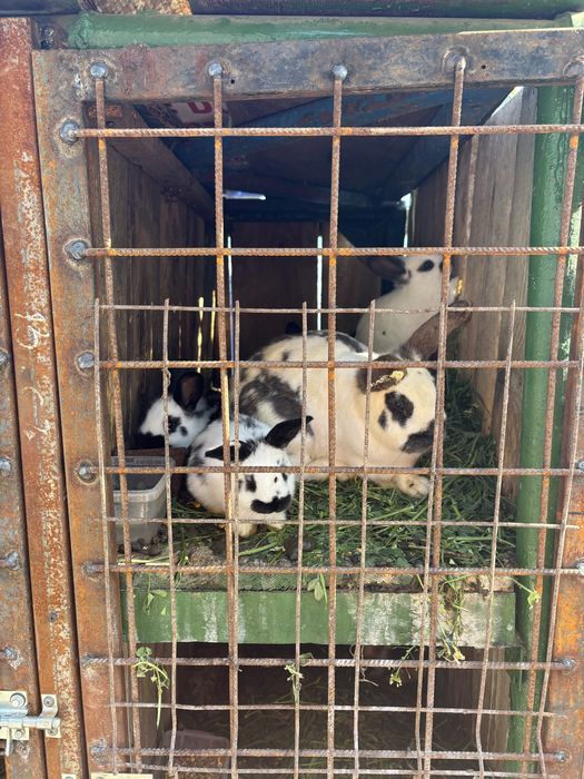 Vand iepuri rasa metis  fluture 100 lei