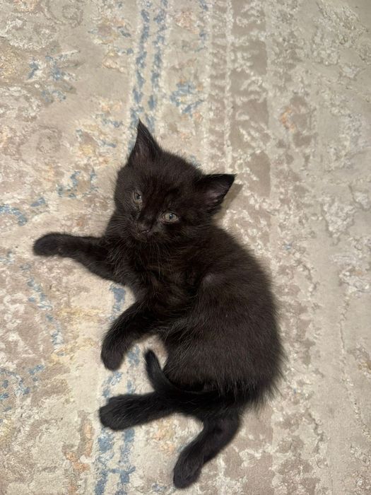 Котята британцы маленькие