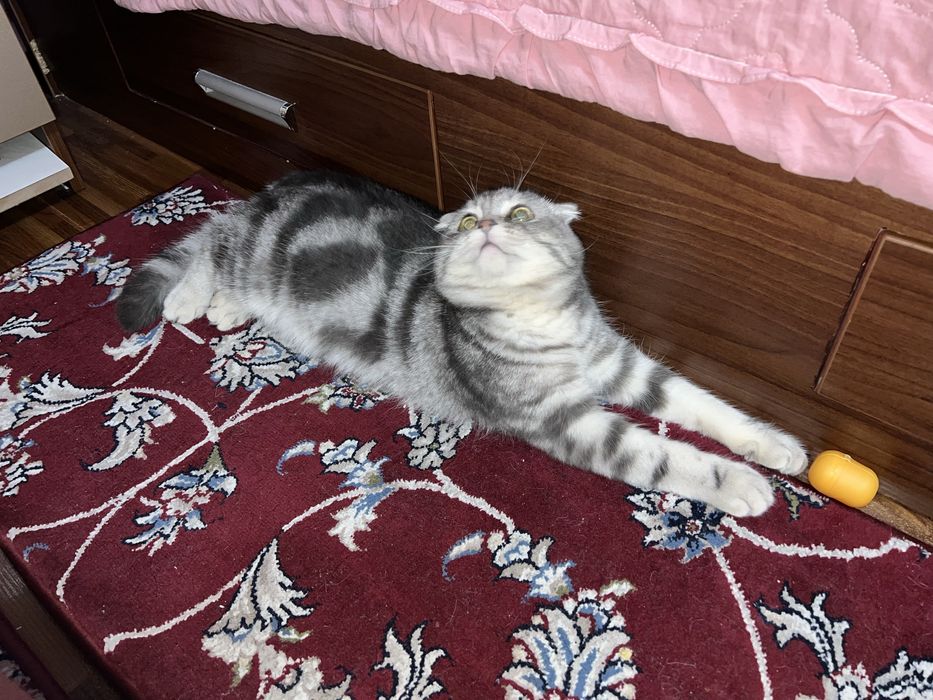 Продам шотландского котёнка