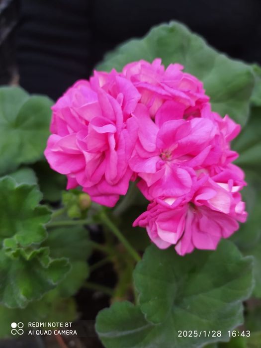 Домашние цветы герани