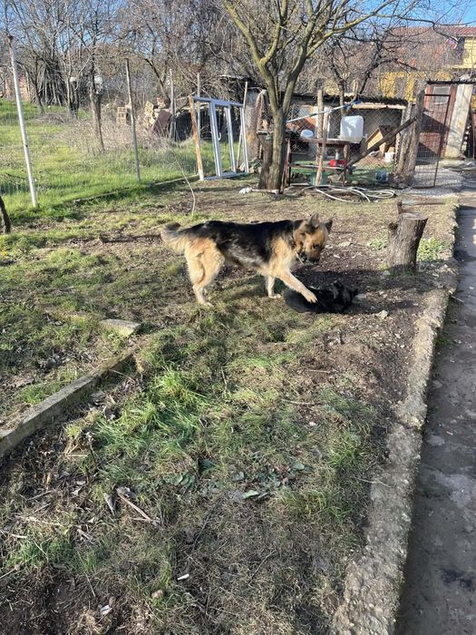 Подарявам кученца