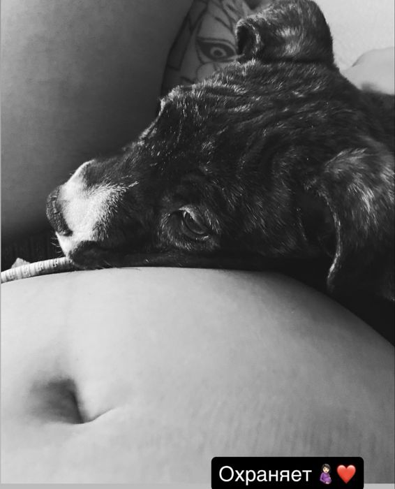 Продам чистокровного пита