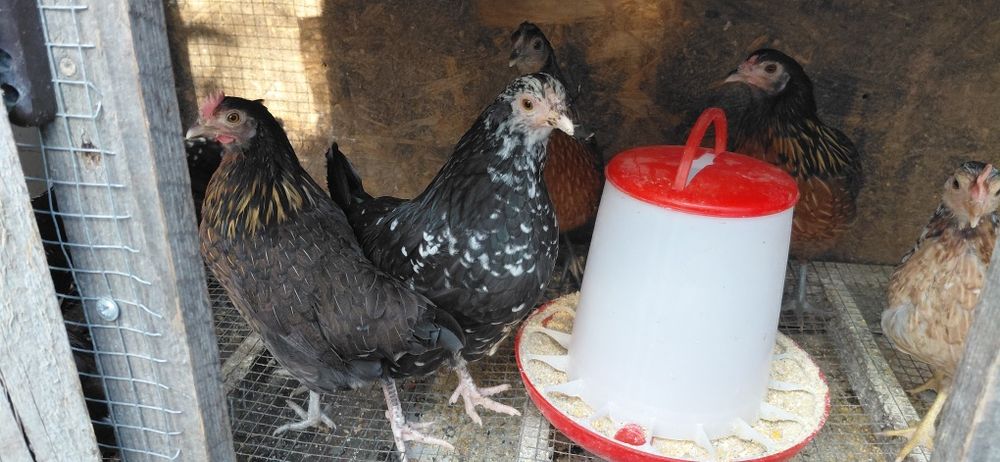 Gaini si cocosi americani
