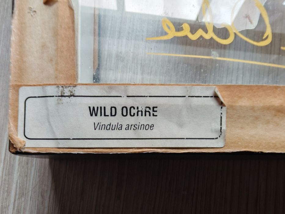 Vindula arsinoe - крайцерска пеперуда