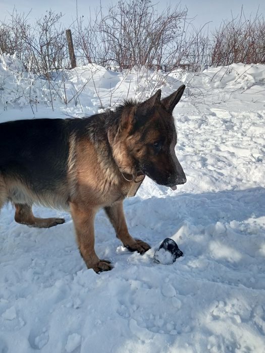 Вязка Кобель немецкой овчарки