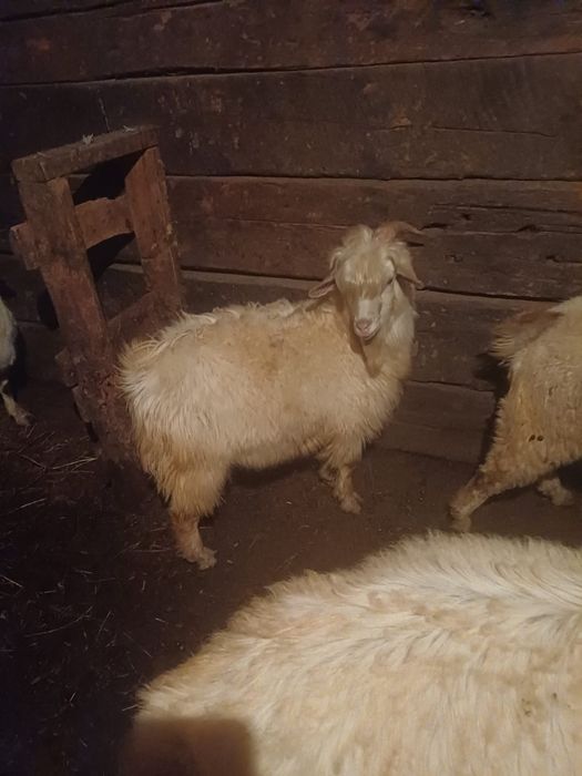 Продам Козла Породистого