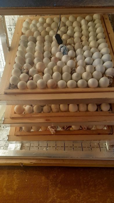 Инкубатор на 500яйиц новый