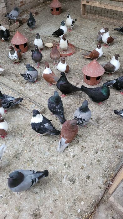 Porumbei de vânzare