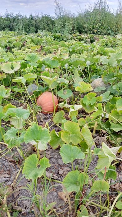 Продам  кормовую тыкву