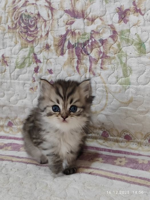 Продается Скоттиш страйт девочка