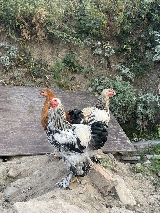 Продам цыплят 3-4месца, Брамы, Виандот