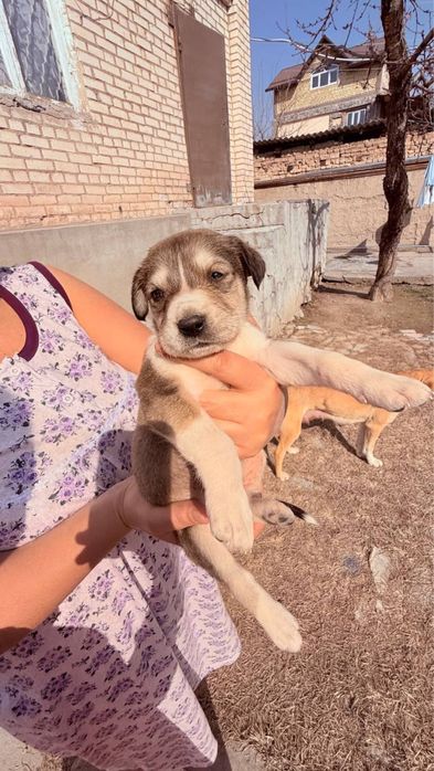 Щенки продаются по 25.000 сум