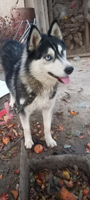 Хаски умный сабака