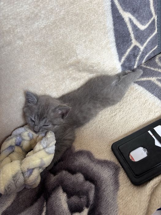 Отдаём маленких котят