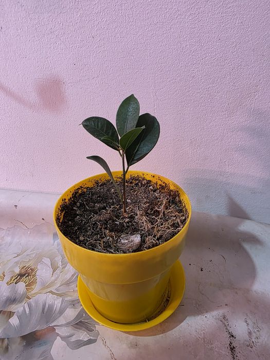 Комнатные растения косшы