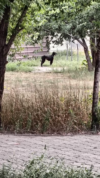 Найдена собака похожа на борзую