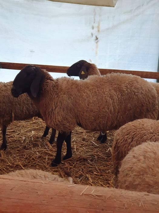 Berbeci de vânzare.