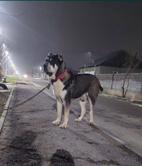 Алабай щенки сао продам срочно