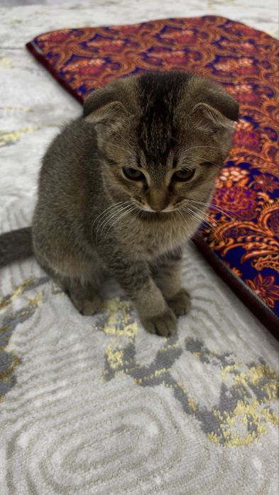 Mushuk sotiladi erkak